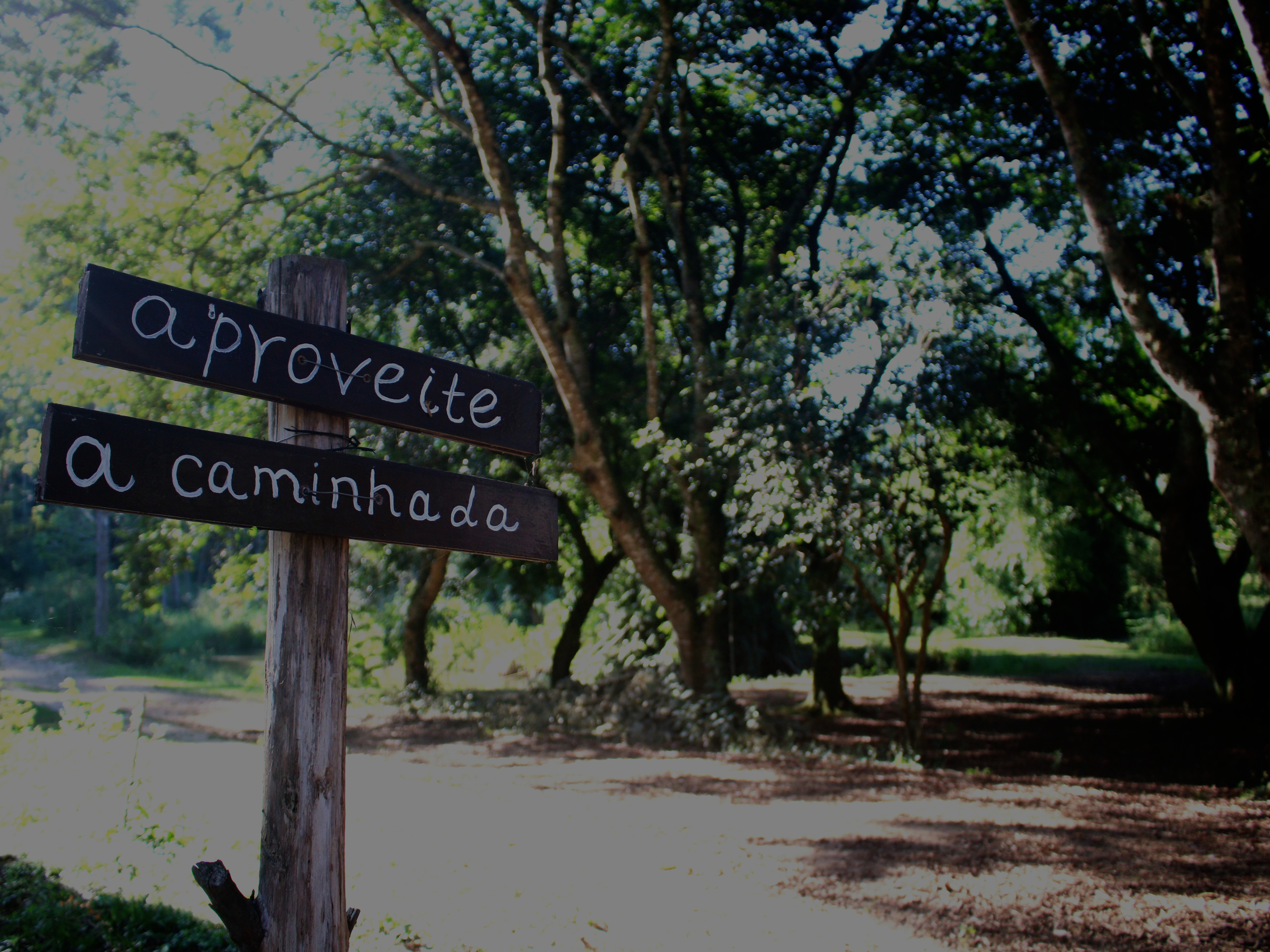 Imagem de fundo abelha