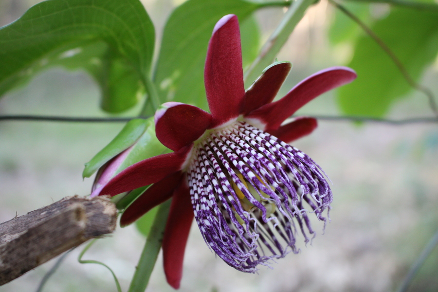 Foto do Sitio Voo da Aguia 2