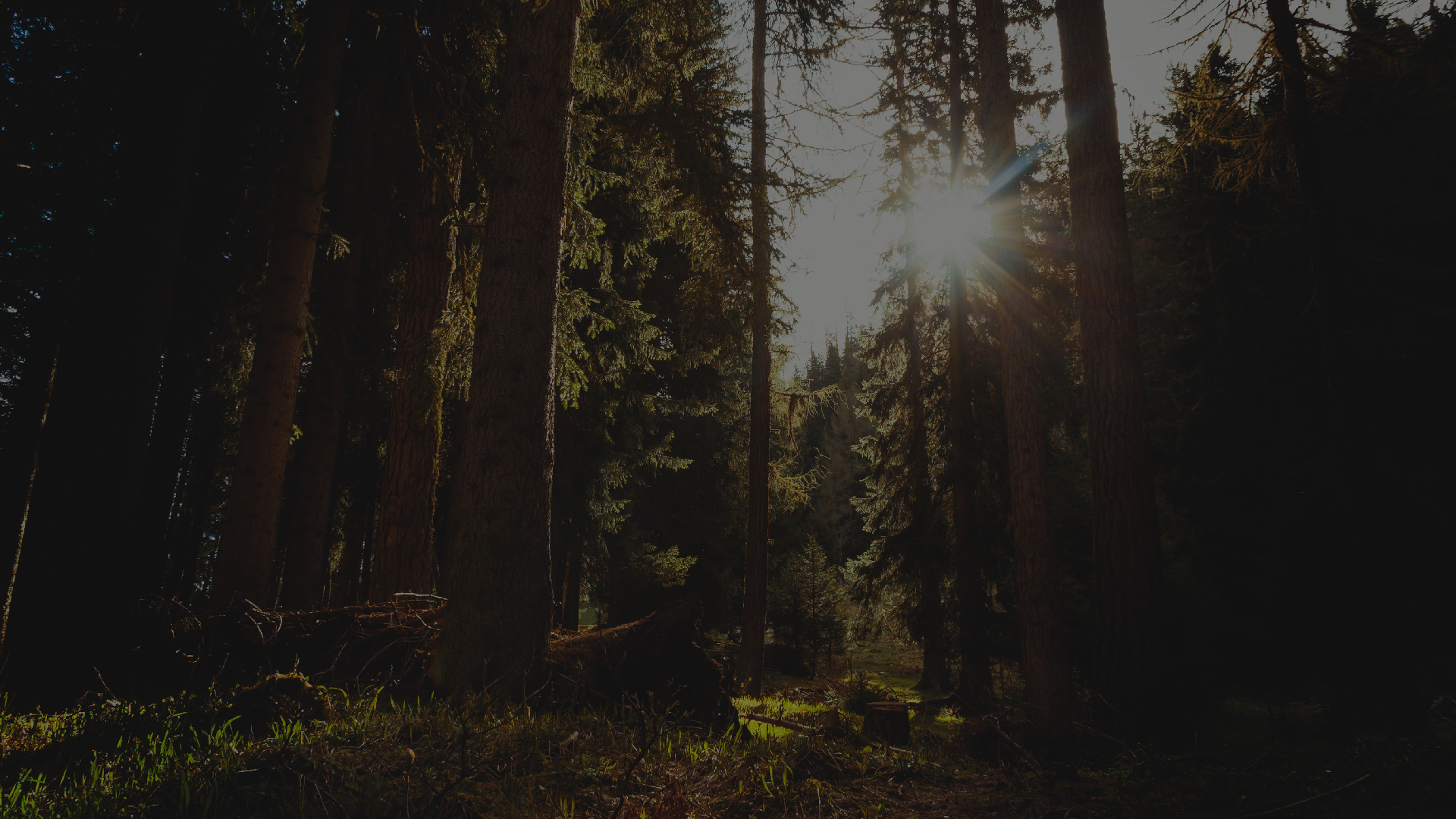 Imagem de fundo de natureza